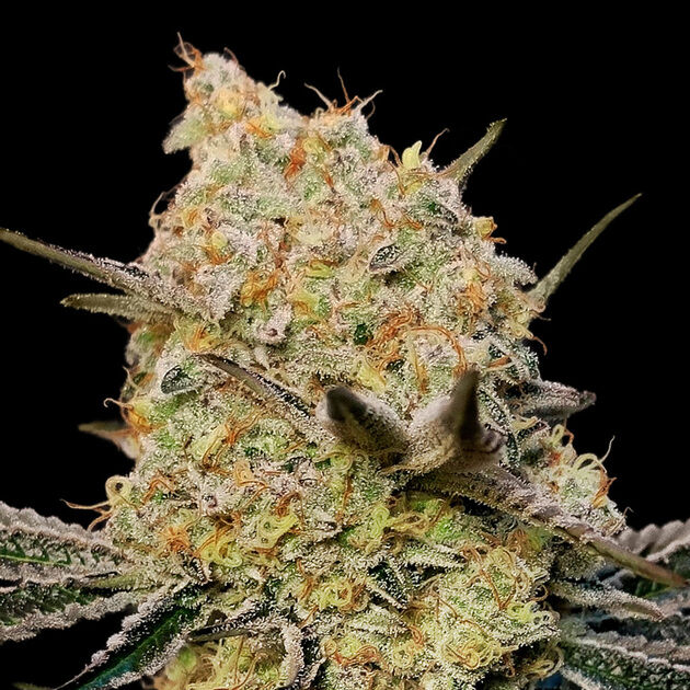 Gelato Mint feminised cannabis seeds by 00 Seeds for indoor and outdoor
